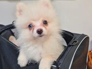 Pomeranian Welpen schöne Bärchengesichter suchen tolle Familien - Eichenzell