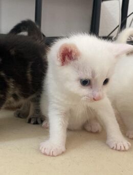 Angora kitten - Wurzen Roitzsch