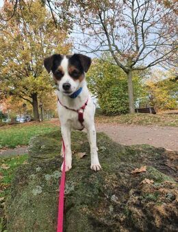 Menschenbezogene Elsie auf PS bei Köln - Köln