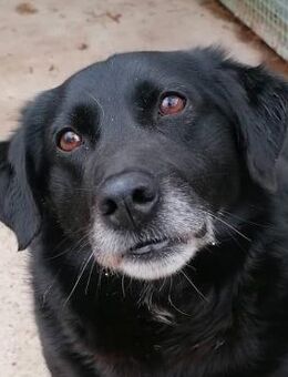 Nino - Traurige Hundeseele - Obertshausen