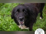 Solon: Tapferer Hundeopa - Kirchzell