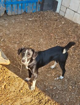 Unsere sehr verschmusten Labradormischlinge Patchworkfamile 11 Monate alt suchen noch ein Zuhause (Endgröße zwischen 40-55 cm ) - Angern