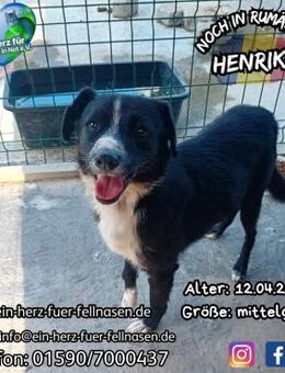 HENRIKO - ist fleißig am trainieren - Waakirchen