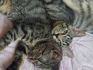 Kater und Katze zu verkaufen - Norden