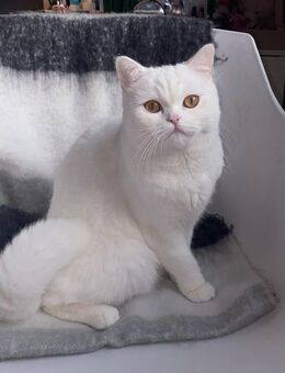 Süße Katze zu Verkaufen - Pinneberg Zentrum