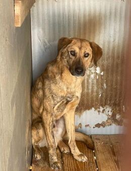 Mattheo sucht erfahrene Pflegestelle - Köln