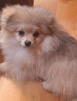 Zwegerspitz 5 Monate Welpe (Rüde) - Groß Gerau