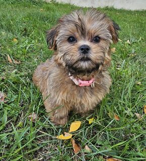 Shih-Tzu/Yorkshire Welpen