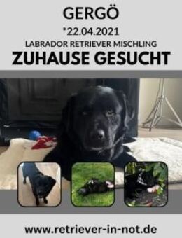 Gergö sucht ein liebevolles Zuhause! - Lippetal