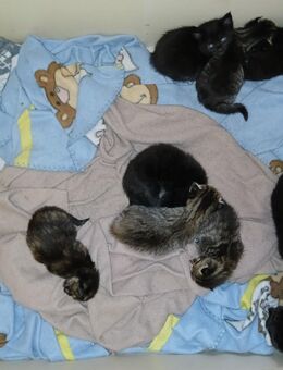 4 xxl maine coon mix kitten Colorpoint Shorthair - Bad Kissingen