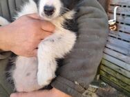 Border Collie Welpen - Sallgast