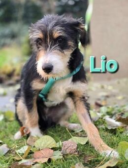 Lio❤️bildhübscher dreifarbiger Terriermi - Kissing