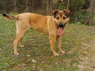 Maxi sucht dringend seine Familie - Bissingen