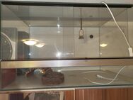 Terrarium aus Glas (für Landschildkröten, Echsen und co) H50cm,T50cm, L90cm - Wedemark
