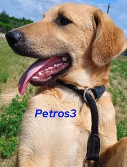 Petros3-ausgeglichener süßer Welpe 12/24 - Ruppertsecken