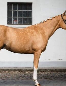 Reinrassiges Spanisches Pferd – ANDALUSIER – PRE - Dresden