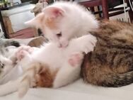 3 besondere Katzenbabies einer Glückskatzenmamma in Berlin - Berlin