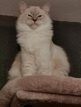 RAGDOLL KITTEN/Geschwistern - Gochsheim