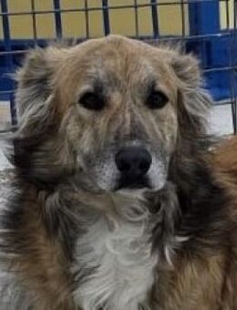 HONEY - sucht einfühlsame Menschen! - Sulzbach-Laufen