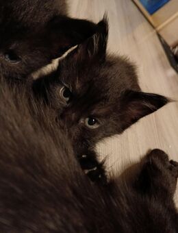 Noch 4 xxl maine coon mix kitten schwarz grau Teddybärchen - Bad Kissingen