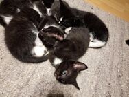 Kitten abzugeben schwarz grau, schwarz, schwarz weiss - Havixbeck
