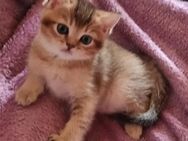 Wunderschöne reinrassige BKH Kitten abgabebereit - Weitnau