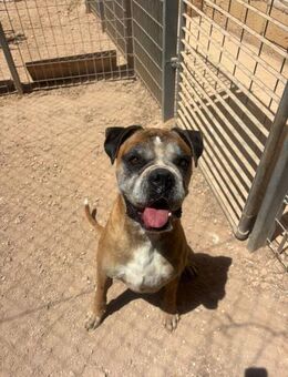 Ziggy unkomplizierter Sonnenschein - Berlin