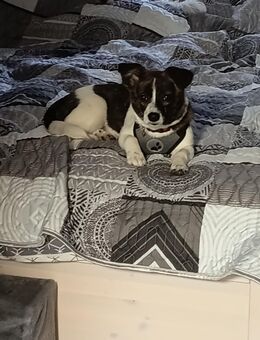 Jack Russel -Gorgi Mix Welpe - Bruchsal