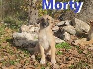 MORTY ❤ sucht Zuhause oder Pflegestelle - Langenhagen