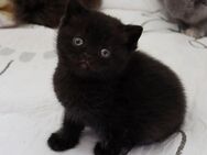 BKH und Britisch Langhaar Kitten - Viersen