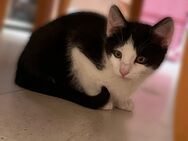 Kitten suchen ein liebevolles Zuhause - Gelsenkirchen