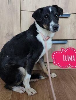 Luma eine ängstliche Mini-Hündin - Flörsheim-Dalsheim