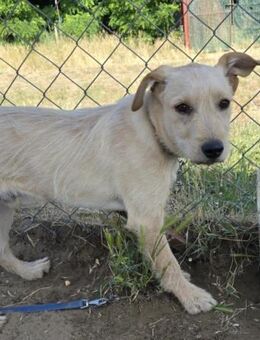 Nodin wächst im Tierheim auf :-( - Köln
