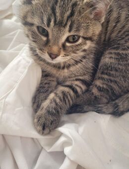Babykatzen abzugeben - Gmund (Tegernsee)