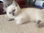Bkh kitten mit Stammbaum - Rüthen Zentrum