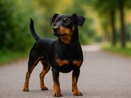 Kleine Hündin sucht Zuhause - Hammelburg