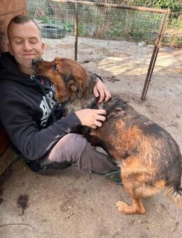 Mega verschmuste Seniorin Nikita - Koblenz