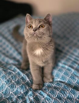 Kitten - Krefeld
