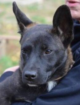 Zauberhafte Luna sucht ihr Zuhause - Essen