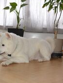 Akita Inu abzugeben in 97900