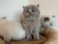 BKH Kitten / BLH Kätzchen - Berlin Reinickendorf