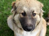 Knuffige Arika sucht ihre eigene Familie - Dittelbrunn