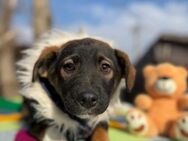 Ebby soll nicht im Shelter aufwachsen - Blankenheim (Nordrhein-Westfalen)
