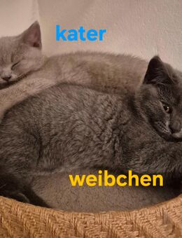 Wunderschöner britische Kurzhaar - Bremen