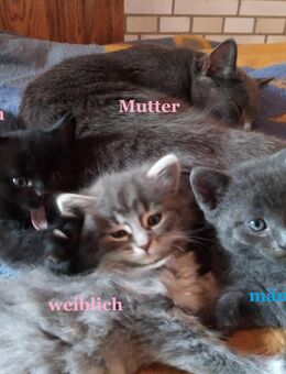 4 Kitten Katzenbaby Katzenkind Kätzchen ab sofort abzugeben - Neitersen