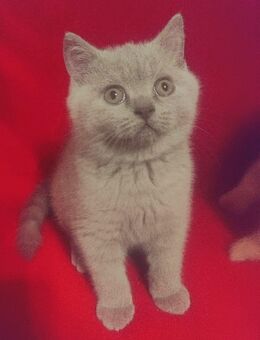 2 süße bkh Katerchen suchen ein neues Zuhause. - Gelsenkirchen