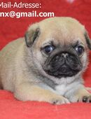 Mops welpen in 80333