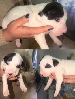 🐾 2 von 6 süßen Mischlingswelpen suchen bald ein liebevolles Zuhause – 3 Rüden & 3 Weibchen 🐾 - Saarbrücken Zentrum