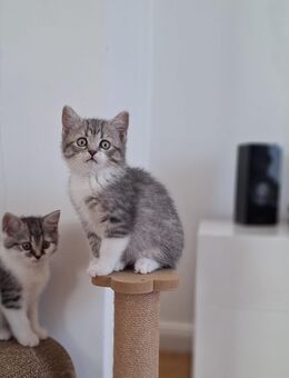 BKH Kitten - Blomberg (Nordrhein-Westfalen)