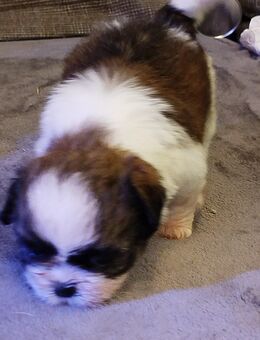 Shih- Tzu Welpe Hündin - Stuhr